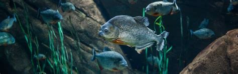 √1000以上 Amazon River Red Bellied Piranha 212062 Amazon River Red Belly