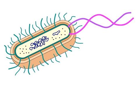 Label Bacteria Cell Diagram | Quizlet