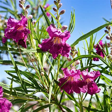 Sweet Bubba Seedless Desert Willows For Sale