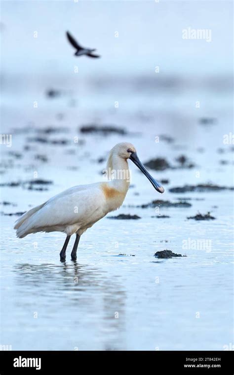 Common Spoonbill Bird In Its Natural Habitat Of Doñana National Park