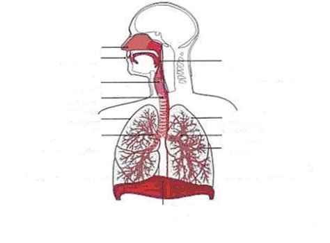 Diagramme De L Appareil Respiratoire Quizlet