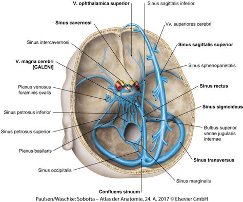 MemorAid Test BA1A1 Week 4 17 Sinus