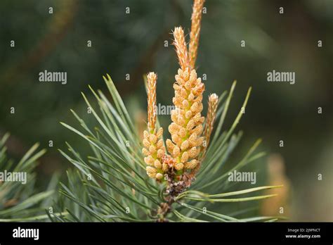 Male Pine Tree Flower Pine Hi Res Stock Photography And Images Alamy