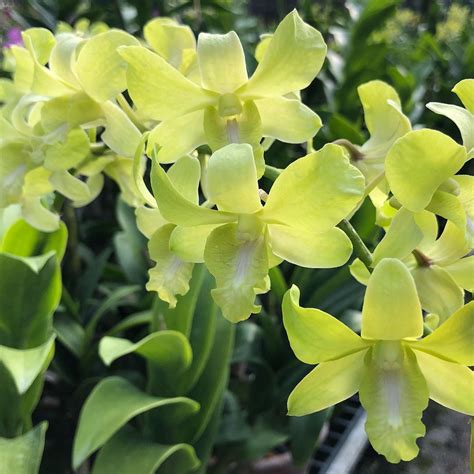 Dendrobium Aridang Green Toh Garden Singapore Orchid Plant