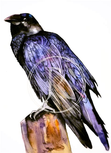 Crow Watercolor | Crow painting, Crows drawing, Original watercolor ...