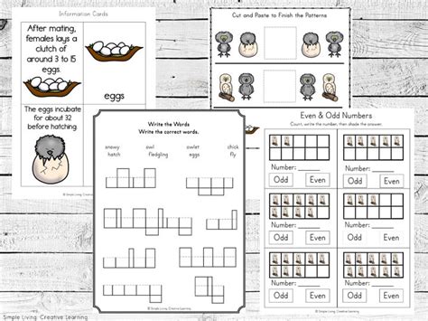 Snowy Owl Life Cycle Printables Simple Living Creative Learning