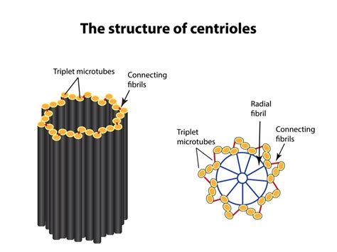 Centriole And Cytoskeleton — Lesson Science Cbse Class 9