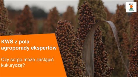 Czy Sorgo Mo E Zast Pi Kukurydz Kws Z Pola Agroporady Ekspert W