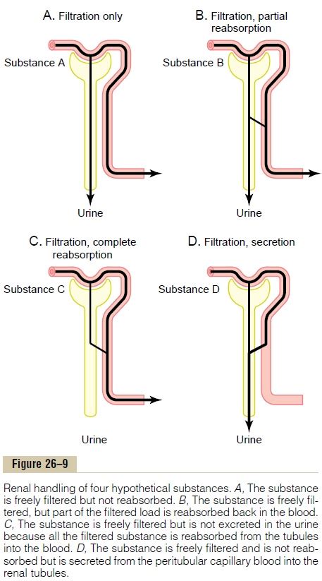 Urine Formation Results from Glomerular Filtration, Tubular ...