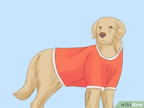 How to Care for a Dog After Spaying (with Pictures) - wikiHow