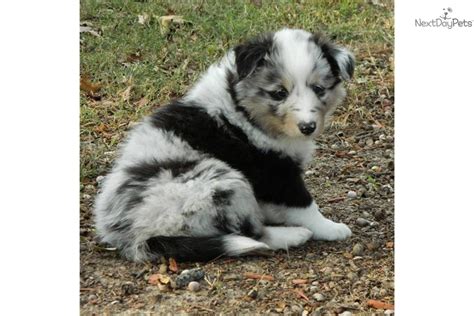 Video Meet Female A Cute Shetland Sheepdog Sheltie Puppy For Sale