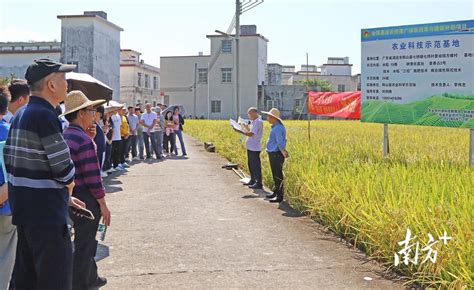 助力优质水稻新品种推广阳山举办农业主导品种和主推技术培训班暨现场观摩会示范种植户段灿