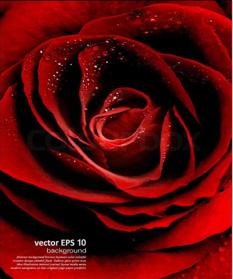 Vector Red Rose Closeup With Dew Drops Stock Vector Colourbox