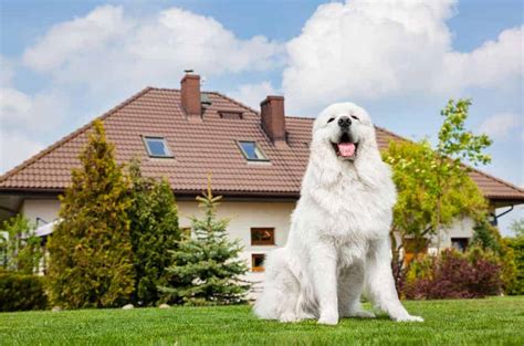 Guard Dogs Enhance Security Measures Like Locks Lights Cameras