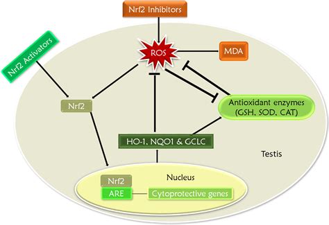 The Mechanism Of Activation And Inhibition Of Nrf In The Testis