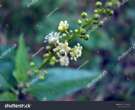 Inflorescence Croton Bonplandianum Ban Tulsi White Stock Photo