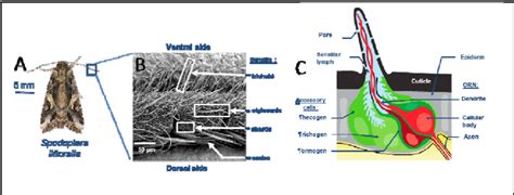 Organization Of Insect Peripheral System From Antenna To Sensilla A