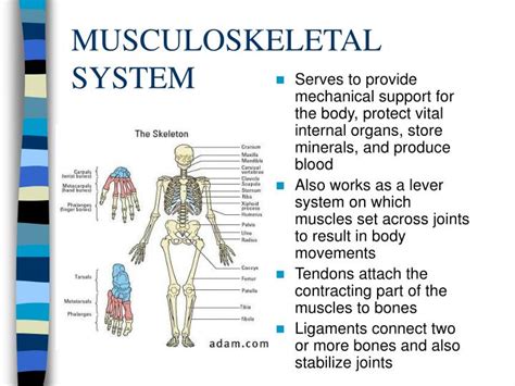 Ppt Body Systems Powerpoint Presentation Id 542157