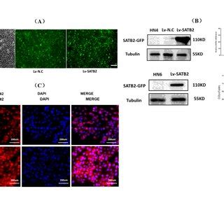 Downregulation Of Hsa Circ 0011946 Inhibited OSCC Cell Migration And