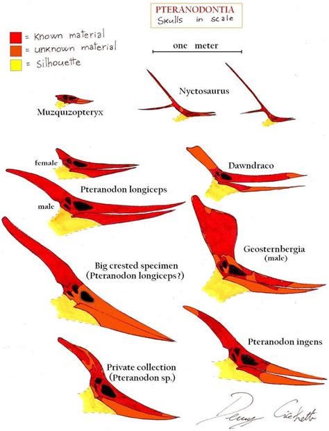 Tyrannosauroidea skull comparison by Dennonyx on DeviantArt | Prehistoric animals, Dinosaur ...