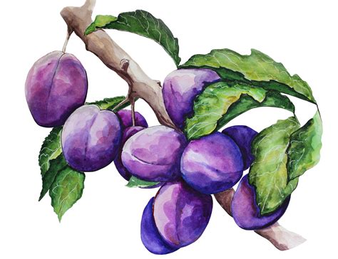 Hand Painted Watercolour Plums Kitchen Illustration Food Etsy