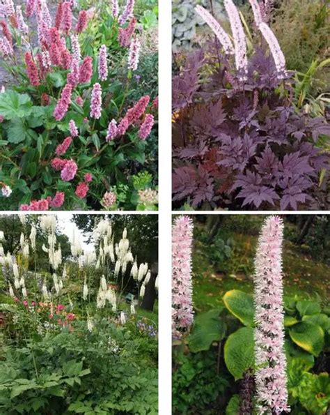 Цимицифуга: Описание, Свойства и Применение Уникального Лечебного Растения