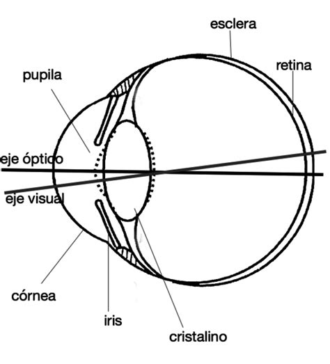 Alarmante Eficiencia A La Deriva Las Partes De Un Ojo Y Sus Funciones