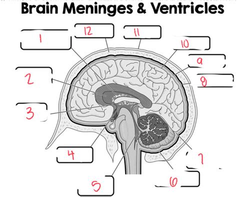 Anatomy Nervous System Labeling Flashcards Quizlet