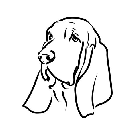 Basset Hound Vector Sketch 11976343 Vector Art At Vecteezy