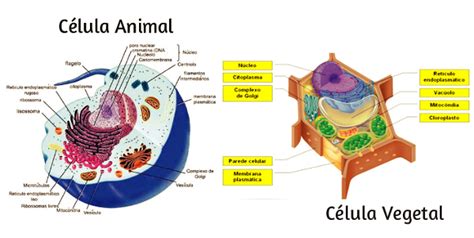 Celula Animal E Vegetal Diferenças - Célula animal e célula vegetal diferenças e resumo escolar - DicasFree.com