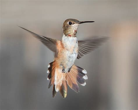 Hummingbird Anatomy An Easy Guide For Bird Watchers