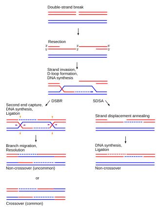 homologous chromosome wikipedia