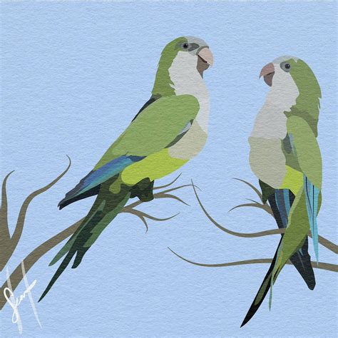 Invasive species monk parakeets. Just a simple vector piece. Critiques ...