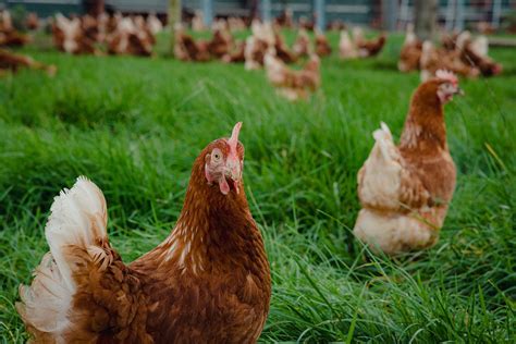 Welfare Implications Of Cage Free Egg Production Poultry World