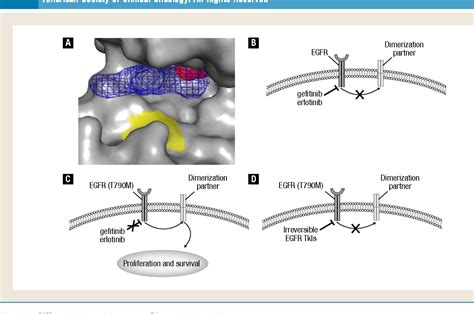 Erlotinib Mechanism Of Action