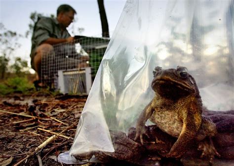 Las Especies Invasoras Le Cuestan Al Mundo Us 423000 Millones Al Año Y Causan El Caos