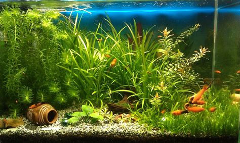 Fish Tank Background Wallpaper