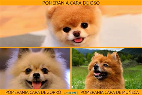 Cómo saber si mi POMERANIA es de RAZA PURA Físico y comportamiento