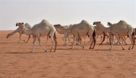 كيف يمكن للجمال البقاء على قيد الحياة لأسابيع في الصحراء دون ماء