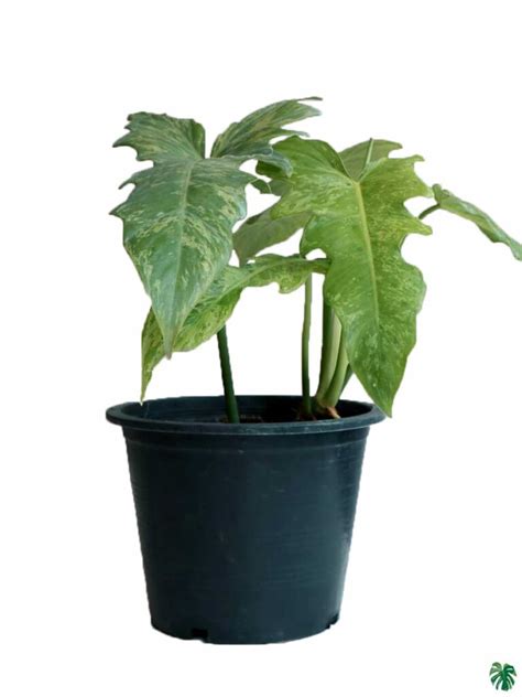 Buy Philodendron Golden Dragon Peppyflora®