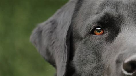 The 11 Most Popular Black Dog Breeds