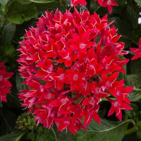 Pentas Lanceolata Starcluster™ Cascade Red Starflower Garden Center