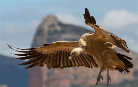 The Cyprus Griffon Vulture Cyprus Traveller Guide