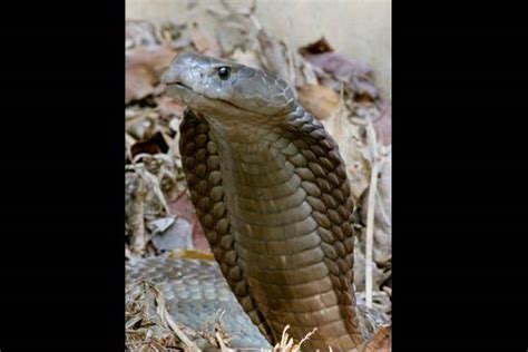 G Ci Ncia E Sa De Not Cias Cobra Rara Tem Veneno Suficiente Para