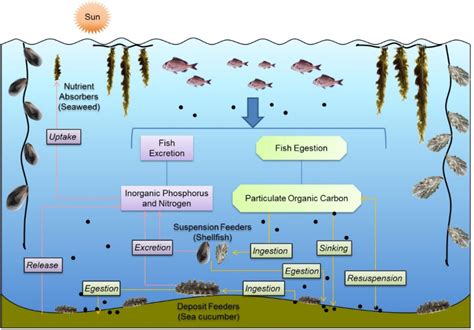 Development Of The Integrated Multi Trophic Aquaculture IMTA System