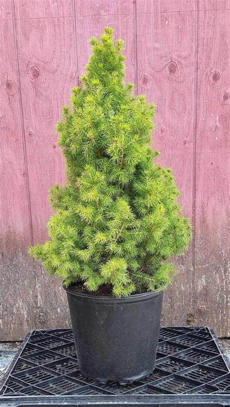 3 “dwarf Alberta Spruce” Picea Glauca Spencers Garden Centre