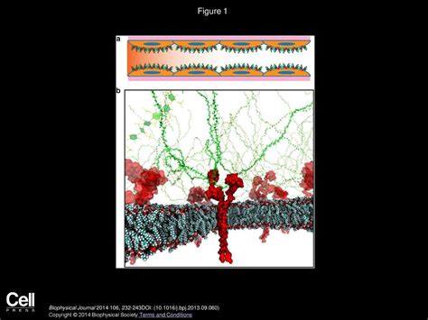 Structure and Response to Flow of the Glycocalyx Layer - ppt download