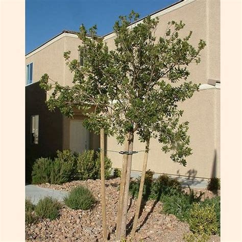 Southern Live Oak Tree | Star Nursery Garden and Rock Centers