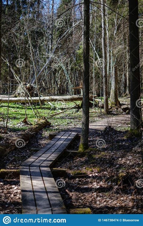 Camino Vac O Del Polvo De La Grava En Bosque Con Los Rayos Y Las