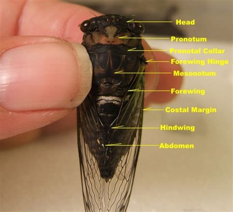 Insect Biology - Cicadas